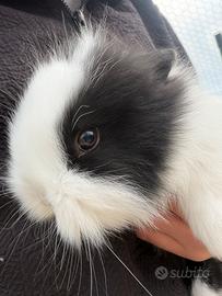 Coniglietti nano bianco e nero