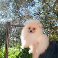 Spitz tedesco nano pomerania