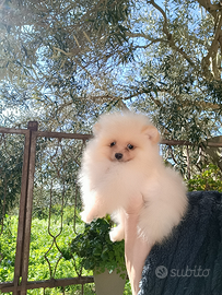Spitz tedesco nano pomerania