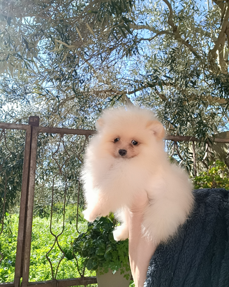 Spitz tedesco nano pomerania