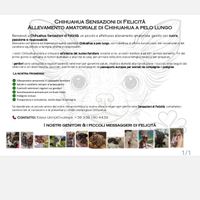 Chihuahua pelo lungo