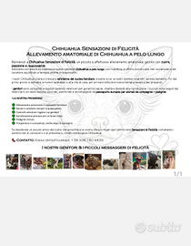 Chihuahua pelo lungo