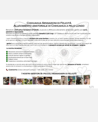 Chihuahua pelo lungo