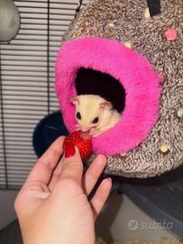 Petauro dello zucchero