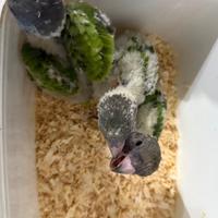 Baby pappagallo del Senegal