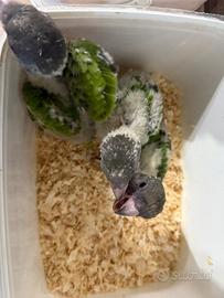 Baby pappagallo del Senegal