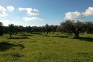 terreno c.da scunchipani