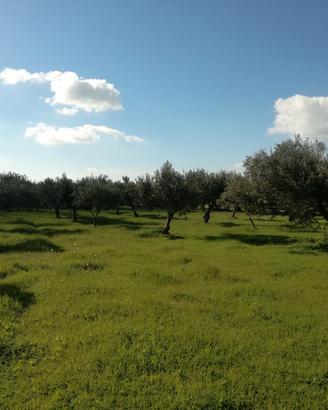 terreno c.da scunchipani