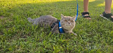 Gatto British