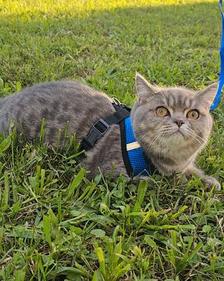 Gatto British