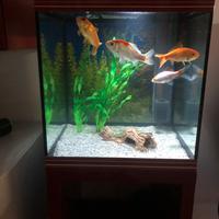 Acquario