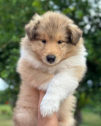 Cuccioli pastore scozzese con pedigree
