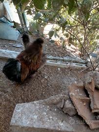 Gallo moroseta