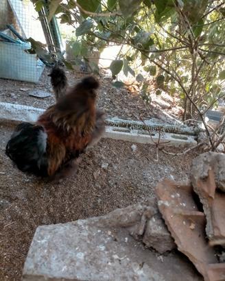 Gallo moroseta