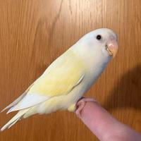 Inseparabile allevato a mano