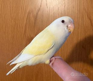 Inseparabile allevato a mano