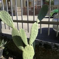 Fico d india in vaso