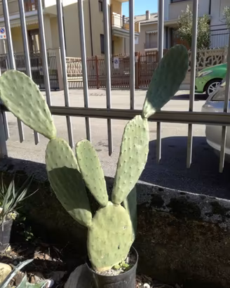 Fico d india in vaso