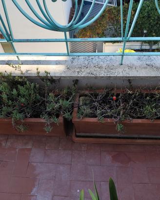 Coppia vasi terracotta