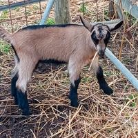 Camosciate delle Alpi