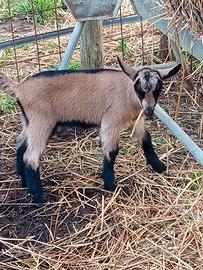 Camosciate delle Alpi