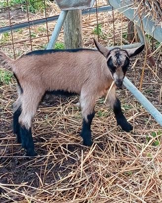 Camosciate delle Alpi