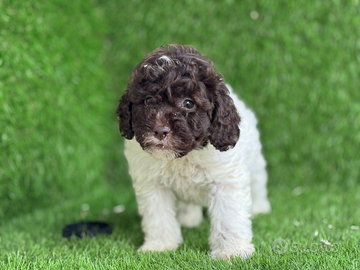 Lagotto romagnolo