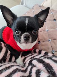 Cucciolo Chihuahua