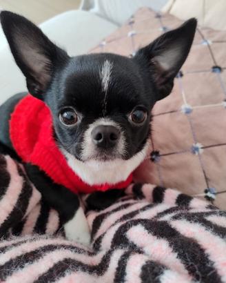 Cucciolo Chihuahua