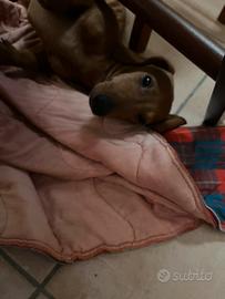 Cucciolo di bassotto maschio