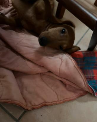 Cucciolo di bassotto maschio