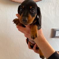 Bassotto nano tedesco