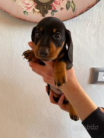 Bassotto nano tedesco