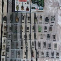 Collezione Insetti di tutto il mondo - De Agostini