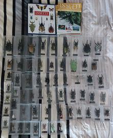 Collezione Insetti di tutto il mondo - De Agostini