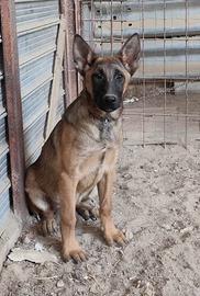 Cuccioloni di pastore belga malinois