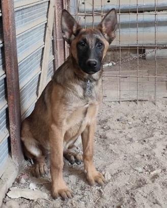 Cuccioloni di pastore belga malinois