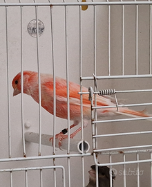 Coppia di canarini arlecchino portoghese