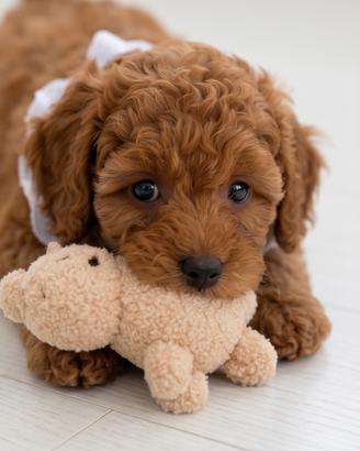 Barboncino Toy con pedigree