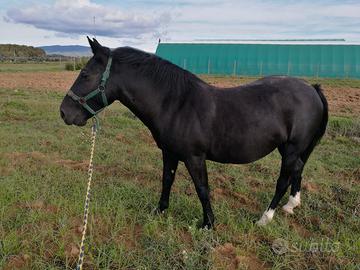 Cavallo a mezza fida