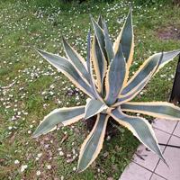 piante di Agave Messicana