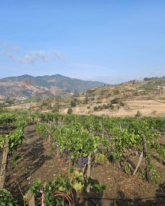 Terreno - Bronte