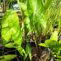 Piante fitodepuranti da laghetto e mini pond