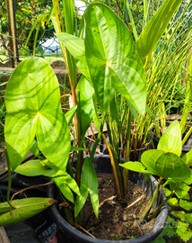 Piante fitodepuranti da laghetto e mini pond