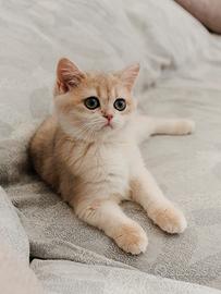 Gattina Scottish straight golden con pedigree