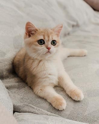 Gattina Scottish straight golden con pedigree