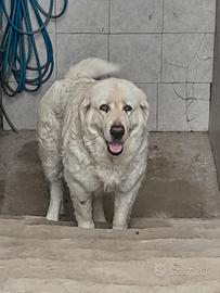 Animali