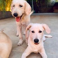 Cucciole incrocio Labrador