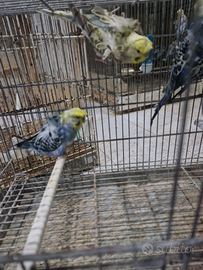 Pappagalli hagoromo, e portatori ,