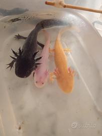 Axolotl ambistoma mexicanum